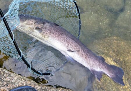 イトウが釣れたが… ～フィッシングパーク高島の泉～